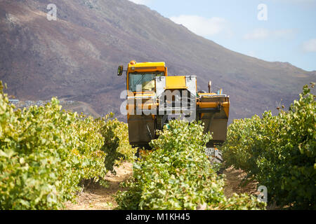 Weinlese Maschine erntet Trauben auf einem Weingut in Südafrika Stockfoto