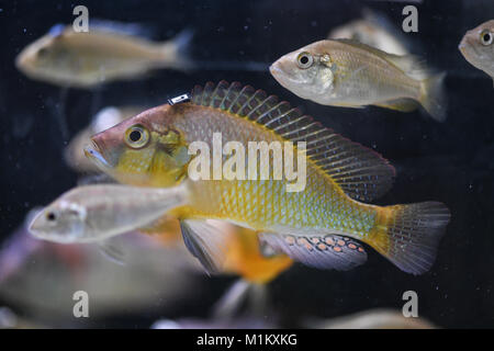 Konstanz, Deutschland. 12 Dez, 2017. Ein cichlid (Astatotilapia burtoni), in dem ein Barcode auf seinem Kopf schwimmt im Aquarium an der Universität Konstanz, Deutschland hat am 12. Dezember 2017. Wissenschaftler das kollektive Verhalten der Fische an der Universität Konstanz. Credit: Felix Kästle/dpa/Alamy leben Nachrichten Stockfoto