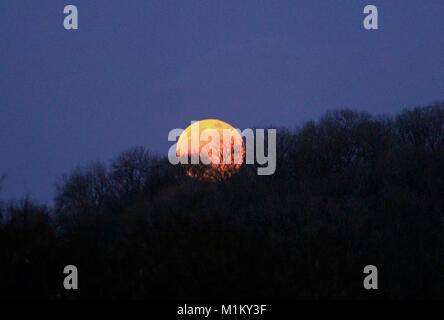 Blue Moon super Vollmond steigt über die Baumkronen in der Nähe von Wells, Somerset, UK am 31. Januar 2018. Stockfoto