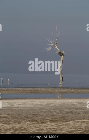 Bombay Beach, Kalifornien, USA. 10 Dez, 2016. Wattenmeer und tote Bäume mit Nestern am Ufer des Salton Sea. Der Salton Sea ist ein flacher, Saline, endorheic rift See direkt auf der San Andreas Störung, vorwiegend in den südlichen Kalifornien Imperial und Coachella Täler. Der tiefste Punkt des Meeres ist 1,5 m (5 ft) höher als der niedrigste Punkt des Death Valley. Die jüngsten Zufluss von Wasser aus dem inzwischen stark kontrollierten Colorado River wurde versehentlich durch die Ingenieure der Kalifornien Development Company im Jahre 1905 erstellt. Die daraus resultierenden Abfluss die engineered Canal überwältigt, Stockfoto