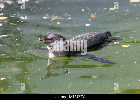 Einen kleinen Pinguin schwimmen in einem See Stockfoto