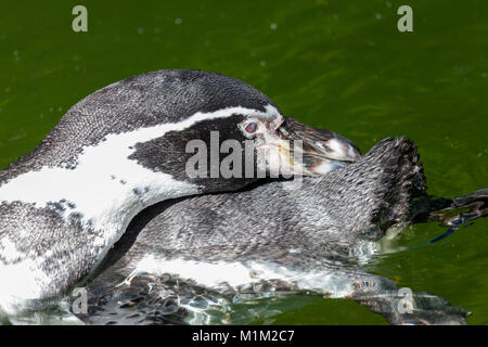 Einen kleinen Pinguin schwimmen in einem See Stockfoto