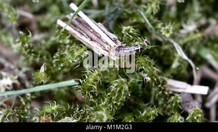 tierische Larve Trichoptera auf Moos Hintergrund Stockfoto