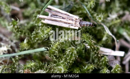 tierische Larve Trichoptera auf Moos Hintergrund Stockfoto