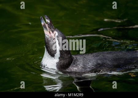 Einen kleinen Pinguin schwimmen in einem See Stockfoto