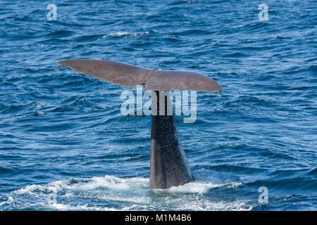 Schwanz eines Wals beim Tauchen in Andenes auf den Lofoten in Norwegen Stockfoto