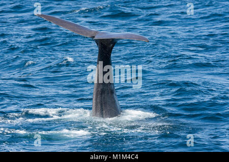 Schwanz eines Wals beim Tauchen in Andenes auf den Lofoten in Norwegen Stockfoto