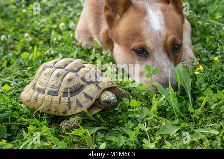 Tier Freundschaft: Australische Rinder Hund liegend neben Hermanns Landschildkröte (Testudo hermanni) im Gras. Deutschland Stockfoto