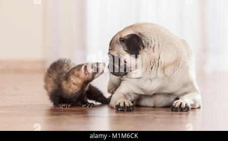 Tier Freundschaft: Frettchen schnüffeln an mit Mops Welpen. Deutschland Stockfoto