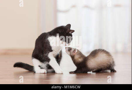 Tier Freundschaft: Frettchen und erwachsenen Katze schnüffeln an einander. Deutschland Stockfoto