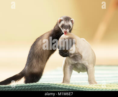 Tier Freundschaft: Frettchen spielen mit Mops Welpen. Deutschland Stockfoto