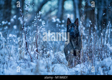 Deutscher Schäferhund, Schäferhund. Erwachsener Hund im Winter, am Waldrand stehen. Deutschland Stockfoto