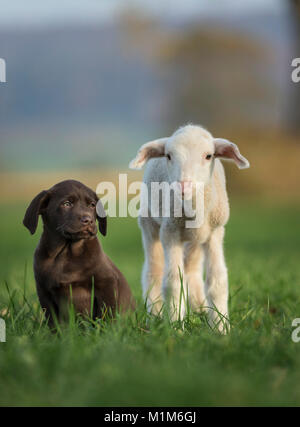 Labrador Retriever und Merino Schafe. Lamm- und Welpen auf einer Wiese. Deutschland Stockfoto