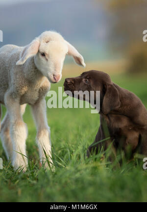 Labrador Retriever und Merino Schafe. Lamm- und Welpen auf einer Wiese. Deutschland Stockfoto