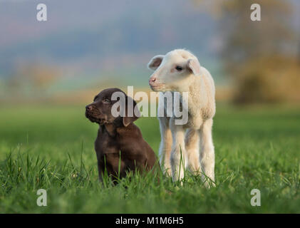 Labrador Retriever und Merino Schafe. Lamm- und Welpen auf einer Wiese. Deutschland Stockfoto