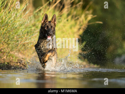 Deutscher Schäferhund, Schäferhund. Nach laufen im flachen Wasser. Deutschland Stockfoto
