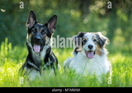 Australian Shepherd und Deutscher Schäferhund liegend auf einer Wiese. Deutschland Stockfoto