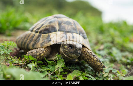 Hermanns Landschildkröte (Testudo hermanni) auf einer Wiese. Deutschland Stockfoto