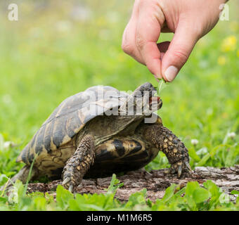 Hermanns Landschildkröte (Testudo hermanni) Essen ein Löwenzahnblatt aus einer Hand. Deutschland Stockfoto