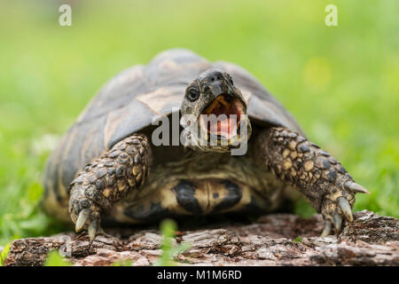 Hermanns Landschildkröte (Testudo hermanni) auf einem Baumstamm, gähnen. Deutschland Stockfoto