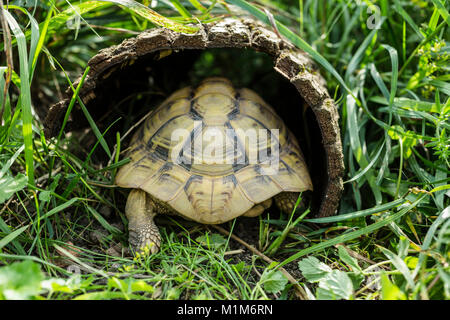 Hermanns Landschildkröte (Testudo hermanni) zu Fuß in einen hohlen anmelden. Deutschland Stockfoto