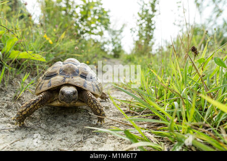 Hermanns Landschildkröte (Testudo hermanni) auf einem Pfad. Deutschland Stockfoto