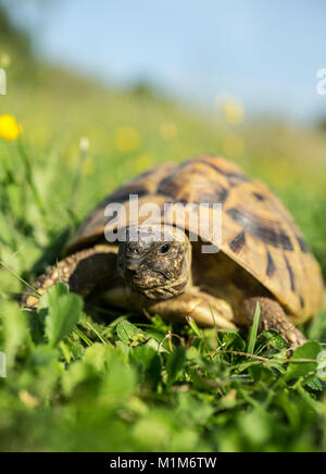 Hermanns Landschildkröte (Testudo hermanni) im Gras. Deutschland Stockfoto