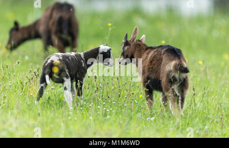 Junge Thüringer Ziege (Capra aegagrus hircus) und junge Ostfriesischen Schafe schnüffeln an einander. Deutschland Stockfoto