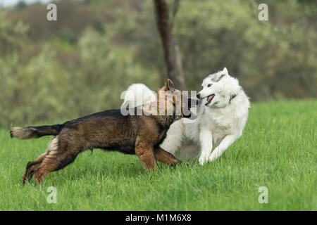 Siberian Husky und Schäferhund. Zwei Hunde spielen auf einer Wiese. Deutschland Stockfoto