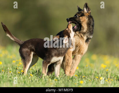 Junge australische Kelpie und junge Deutsche Schäferhund. Zwei Hunde spielen auf einer Wiese. Deutschland Stockfoto