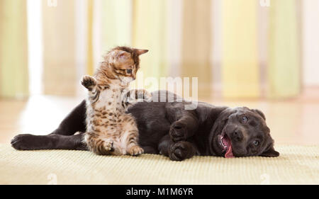 Labrador Retriever und Bengal Cat. Welpen und Kätzchen spielen. Deutschland Stockfoto