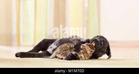 Labrador Retriever und Bengal Cat. Welpen und Kätzchen spielen. Deutschland Stockfoto