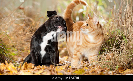 Continental Bulldog. Welpen sitzen in blattsänfte, neben der Hauskatze. Deutschland Stockfoto