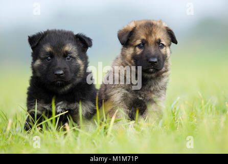 Deutscher Schäferhund, Schäferhund. Zwei Welpen sitzen auf einer Wiese. Deutschland Stockfoto