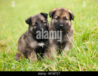 Deutscher Schäferhund, Schäferhund. Zwei Welpen sitzen auf einer Wiese. Deutschland Stockfoto