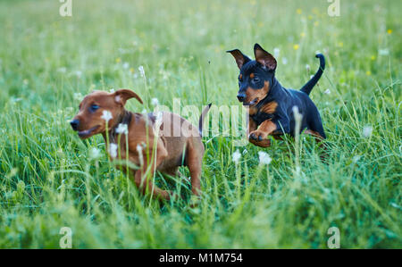 Deutsche Pinscher. Zwei Welpen einander Kaugummi in einer Wiese. Deutschland.. Stockfoto