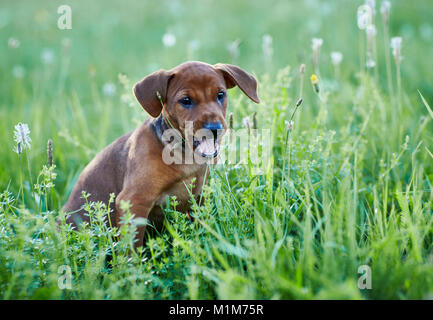 Deutsche Pinscher. Welpen sitzen auf einer Wiese, Kauen auf wegerich Blumen. Deutschland. Stockfoto