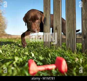 Brauner Labrador Retriever finden seine rote Spielzeug Knochen hinter einem Gartenzaun. Deutschland.. Stockfoto