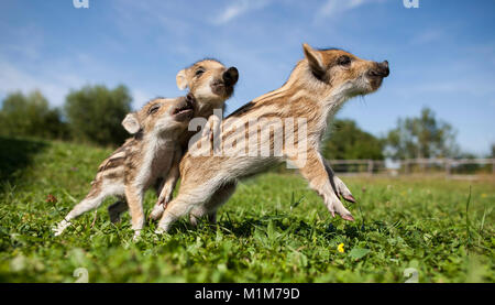 Wildschwein (Sus scrofa). Drei shoats spielen auf einer Wiese. Deutschland Stockfoto