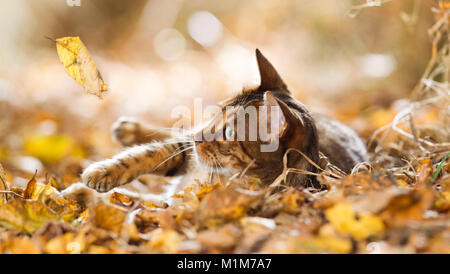 Bengal Katze liegend in blattsänfte, beobachten Fallen Leaf. Deutschland Stockfoto