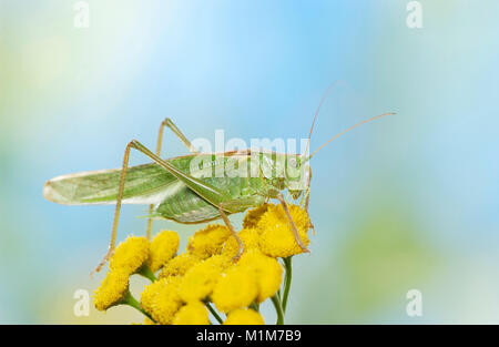 Große grüne Bushcricket (Tettigonia Viridissima) auf Rainfarn Blüten. Deutschland Stockfoto