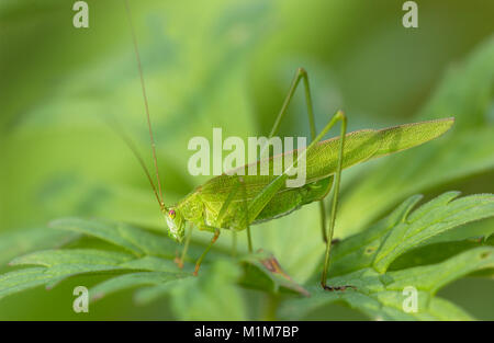 Große grüne Bushcricket (Tettigonia Viridissima) auf grünen Blättern. Deutschland Stockfoto