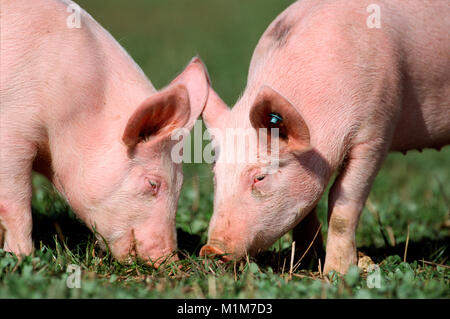 Deutsche Landrasse Schwein. Zwei schweine Nahrungssuche auf einer Wiese. Deutschland Stockfoto