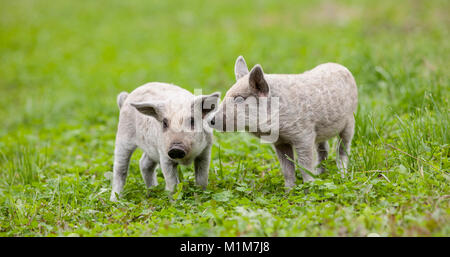 Mangalica. Zwei Ferkel auf der Wiese. Deutschland Stockfoto