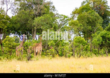 Mehrere Giraffen in der Nähe Acacias in Masai Mara Park Kenia Stockfoto