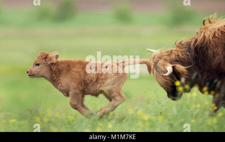 Highland Cattle. Erwachsener und Kalb spielen auf einer Wiese. Deutschland Stockfoto