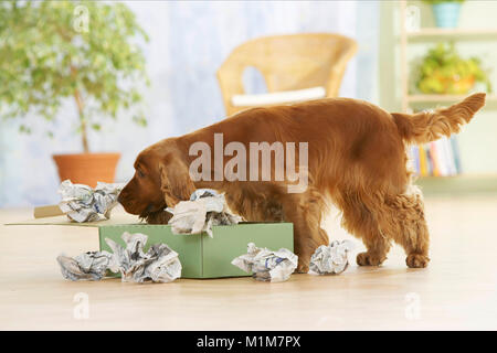 English Cocker Spaniel, erwachsenen Hund untersucht eine Box mit Papier gefüllt. Deutschland Stockfoto