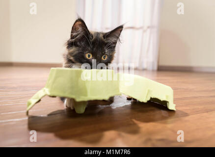 Norwegian Forest Cat. Kätzchen spielen mit einem Ei. Deutschland. Einschränkung: Nicht für Bücher, die auf den PET-halten bis 9/2018 Stockfoto