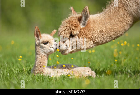 Alpaka (Lama pacos, Vicugna pacos). Mutter schnüffeln an den Jungen auf einer Wiese. Deutschland Stockfoto