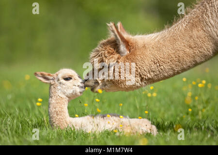 Alpaka (Lama pacos, Vicugna pacos). Mutter schnüffeln an den Jungen auf einer Wiese. Deutschland Stockfoto